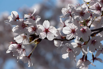 Japanese cherry blossom