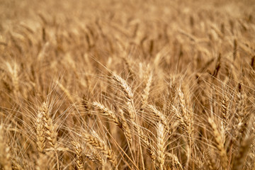 Golden wheat in the field, closeup. Spikes of ripe wheat field background, copy space. Agriculture, agronomy and farming background. Harvest concept
