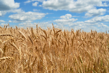 Fototapeta na wymiar Golden wheat field and perfect blue sky with clouds, copy space. Ripe wheat field background, free space. Agriculture, agronomy and farming background. Harvest concept