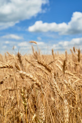 Golden wheat field and perfect blue sky with clouds, copy space. Ripe wheat field background, free space. Agriculture, agronomy and farming background. Harvest concept © mirage_studio