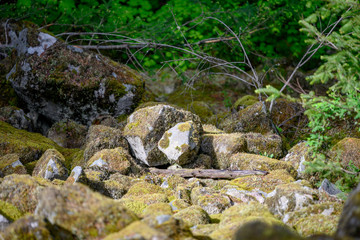 moss on rocks in a forest