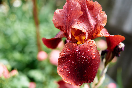 Bright red iris flower with rain drops on petals, copy space. Raindrops on flower petals. Nature floral background