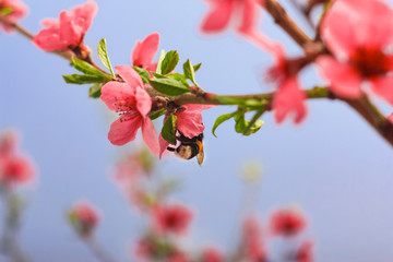 Close up Flowers in soft focus. Orange or coral color flowering tree.
