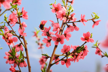 Close up Flowers in soft focus. Orange or coral color flowering tree.