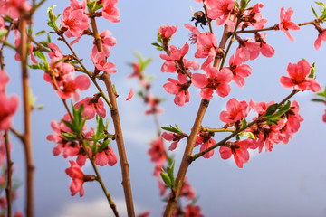Close up Flowers in soft focus. Orange or coral color flowering tree.