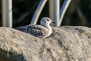 seagull