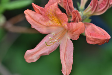 Fototapeta na wymiar coral flowers of the Japanese rhododendron in the garden on a blurred background of green leaves