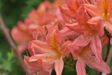 Fototapeta na wymiar coral flowers of the Japanese rhododendron in the garden on a blurred background of green leaves
