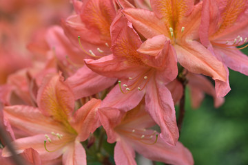 coral flowers of the Japanese rhododendron in the garden on a blurred background of green leaves