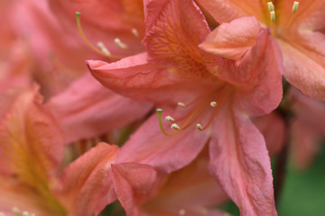 coral flowers of the Japanese rhododendron in the garden on a blurred background of green leaves