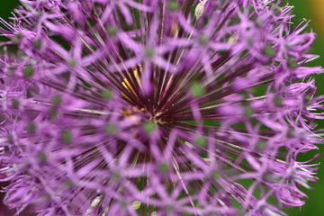 Purple flowers Onion giant Allium giganteum in the garden close-up