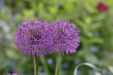 Purple flowers Onion giant Allium giganteum in the garden on a green blurred background