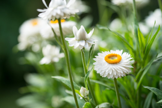 Strohblumen