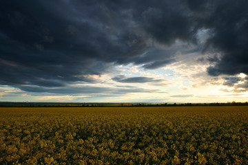 Rapeseed flowers at evening. Beautiful sunset with dark blue sky, bright sunlight and clouds.