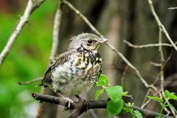 Chick-fledglings of the thrush on a branch of larch. Young mistle thrush stood for masking.