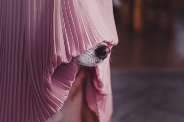 Dog nose looking out under pink textile
