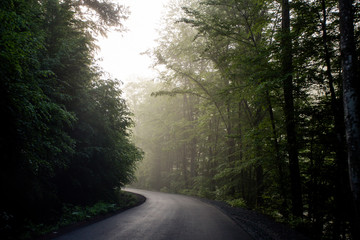 Fototapeta na wymiar Road in misty forest in the morning
