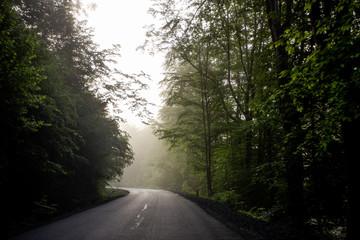 Obraz premium Road in misty forest in the morning