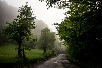 Road in misty forest in the morning