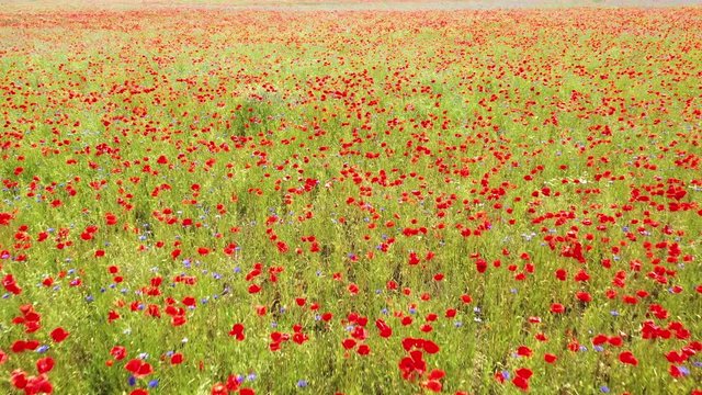 Eine Wiese mit Mohnblumen und Kornblumen 
