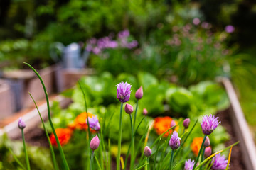 Blooming young chives in the garden. 