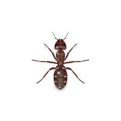 Ant side top on white background