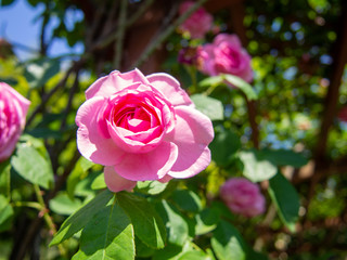 【静岡県伊豆の国市】花壇に咲くバラの花【春】