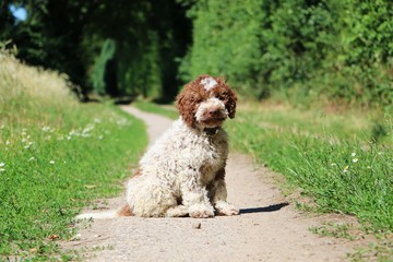  small beautiful italian waterdog is sitting on a small way in the garden 