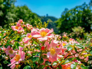 【静岡県伊豆の国市】花壇に咲くバラの花【春】