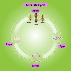 Ant life cycle