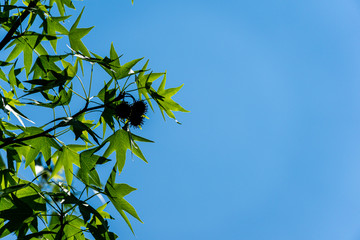 Spiky balls with seeds and dark green leaves of Liquidambar styraciflua, amber tree against blue...
