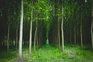 Mystical green forest with trees in a row. Artificial forest planting.