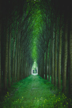 Mystical green forest with trees in a row. Artificial forest planting.