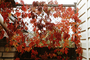 autumn red leaves of wild grapes