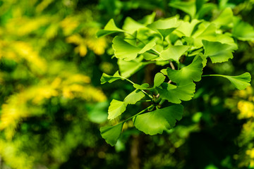 Fototapeta na wymiar Green young leaves of ginkgo tree (ginkgo biloba), known as ginkgo or ginkgo, against blurred background of the golden needles of western thuja. Close-up. Selective focus. Nature concept for design.
