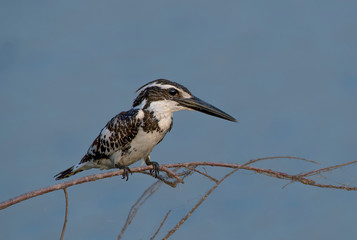 Pied kingfisher on the brabch 