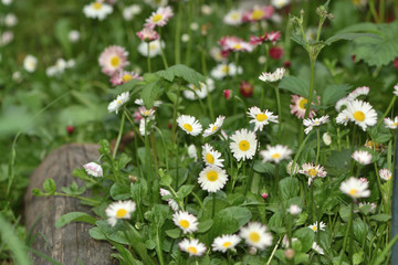 Fototapeta premium white and red daisy flowers in the garden on a blurred background of green leaves
