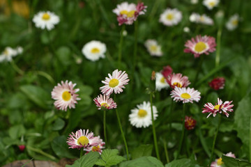 white and red daisy flowers in the garden on a blurred background of green leaves