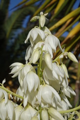 Yucca aloifolia in full bloom with beautiful white flowers found in Corralejo Fuerteventura in the Canary Islands Las Palmas Spain