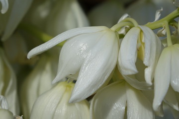Yucca aloifolia in full bloom with beautiful white flowers found in Corralejo Fuerteventura in the...