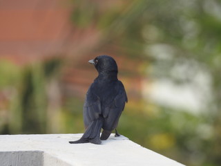 Black Drongo on a wall