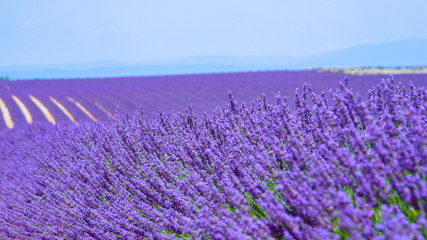 Fototapeta na wymiar CLOSE UP: Detailed shot of vibrant purple herbs in full bloom in sunny Provence.