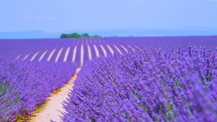 CLOSE UP: Aromatic lavender shrubs cover the endless rural landscape of Provence