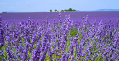CLOSE UP: Long lavender stalks sway in the gentle summer breeze on a hot day