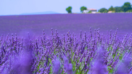 Fototapeta na wymiar CLOSE UP: Vivid aromatic lavender bushes stretch out into the vast countryside.