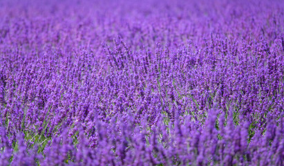 Fototapeta na wymiar CLOSE UP: Breathtaking view of blossoming stalks of lavender growing in Provence