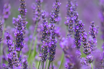 MACRO, DOF: Detailed view of many fragrant lavender blossoms in full bloom.