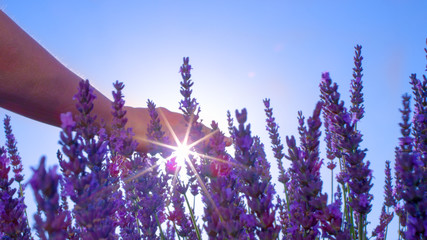 LENS FLARE: Bright sunbeams shine on young woman's hand gently touching lavender