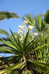 Yucca aloifolia in full bloom with beautiful white flowers found in Corralejo Fuerteventura in the Canary Islands Las Palmas Spain