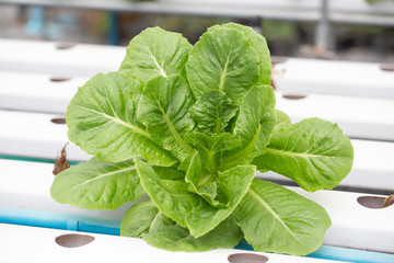 Organic Vegetables in organic  farm, Vegetable farm in day time.